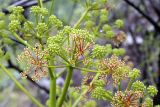 genus Ferula