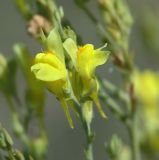 Linaria vulgaris. Цветки. Московская обл., Раменский р-н, Хрипань, дачный участок. 26.07.2005.