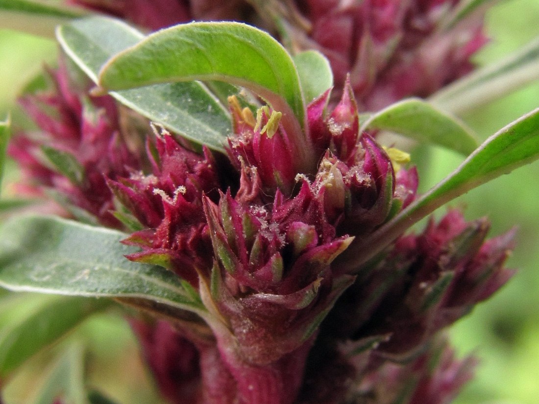 Изображение особи Amaranthus sylvestris.