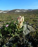 Castilleja lapponica