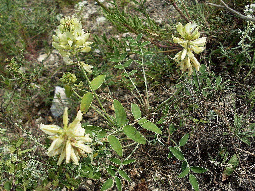 Изображение особи Hedysarum grandiflorum.