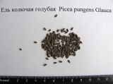 Picea форма glauca