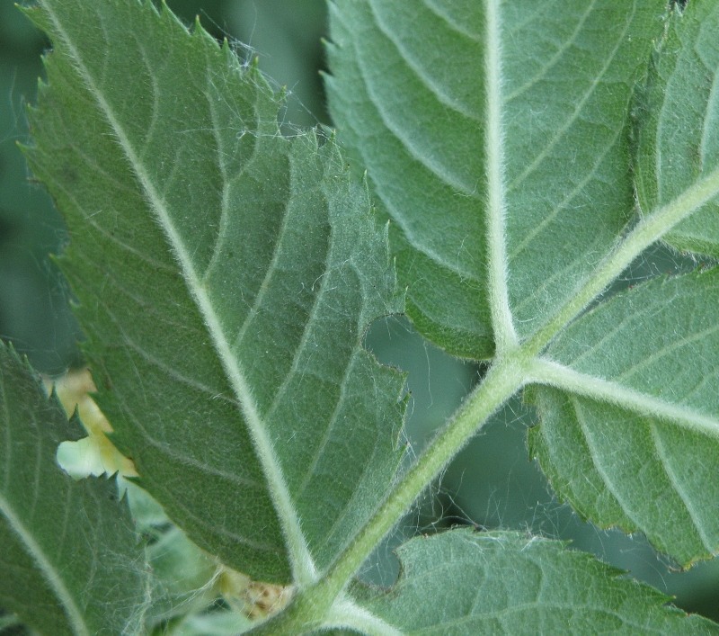 Image of Rosa kalmiussica specimen.