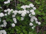 Physocarpus opulifolius