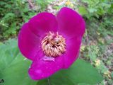 Paeonia caucasica