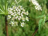 Conioselinum tataricum. Элементарное соцветие-зонтик. Алтай, Шебалинский р-н, окр. с. Камлак, пойма р. Сема. 30.07.2010.