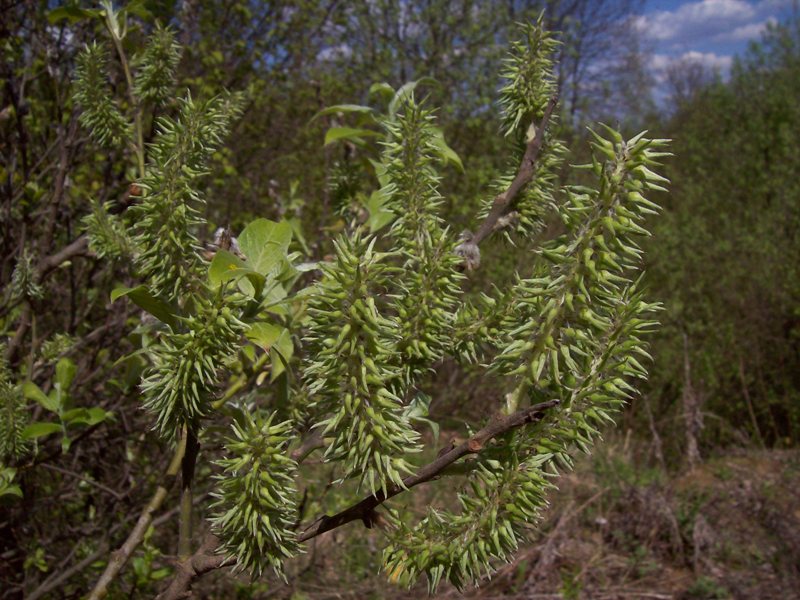 Image of Salix caprea specimen.