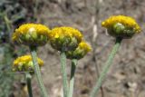 Tanacetum achilleifolium