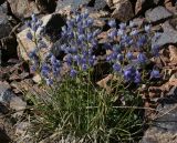 Delphinium brunonianum. Цветущее растение. Таджикистан, Памир, оз. Турумтайкуль, 4200 м н.у.м. 13.08.2011.