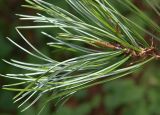 Image of taxon representative. Author is Владимир Иванов