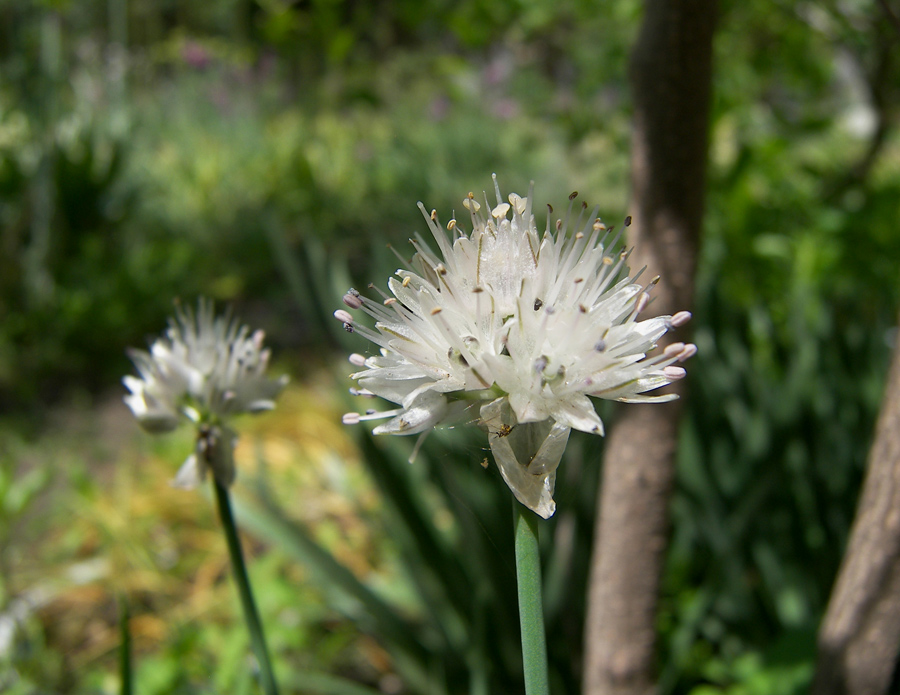 Image of Allium pseudostrictum specimen.