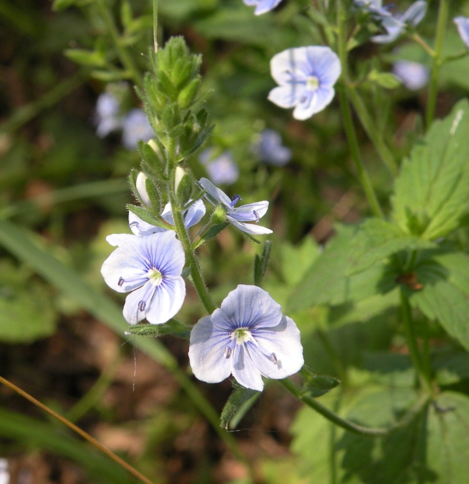 Image of Veronica vindobonensis specimen.