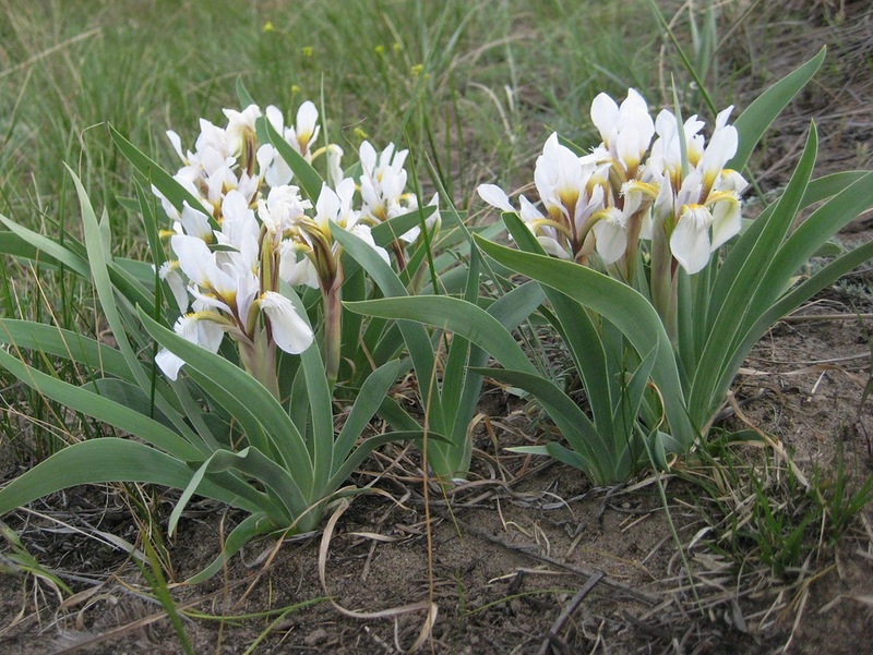 Изображение особи Iris glaucescens.