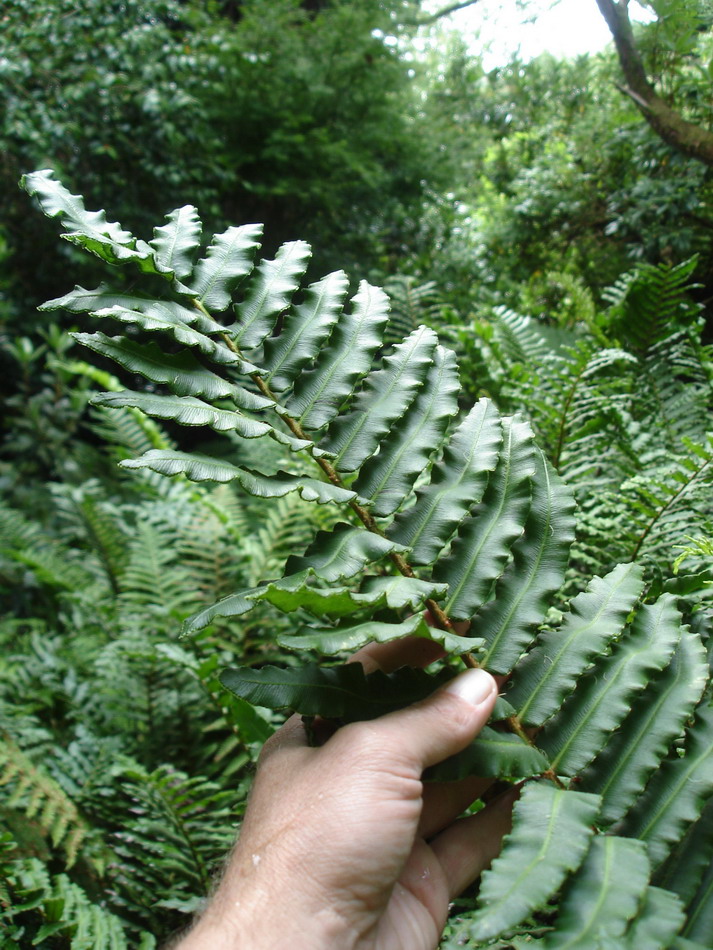 Image of Blechnum chilense specimen.