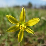 Gagea bulbifera