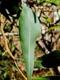 Acacia saligna