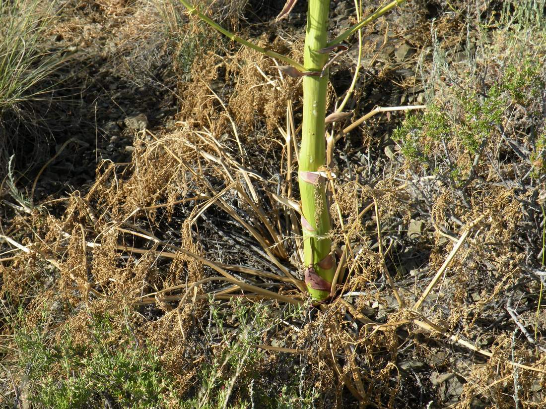 Изображение особи Ferula paniculata.