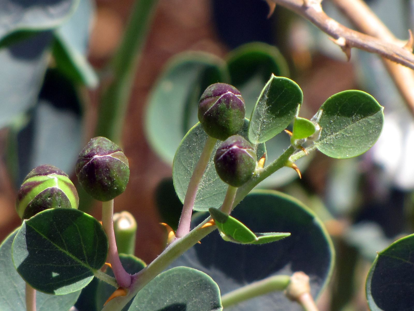 Изображение особи Capparis aegyptia.