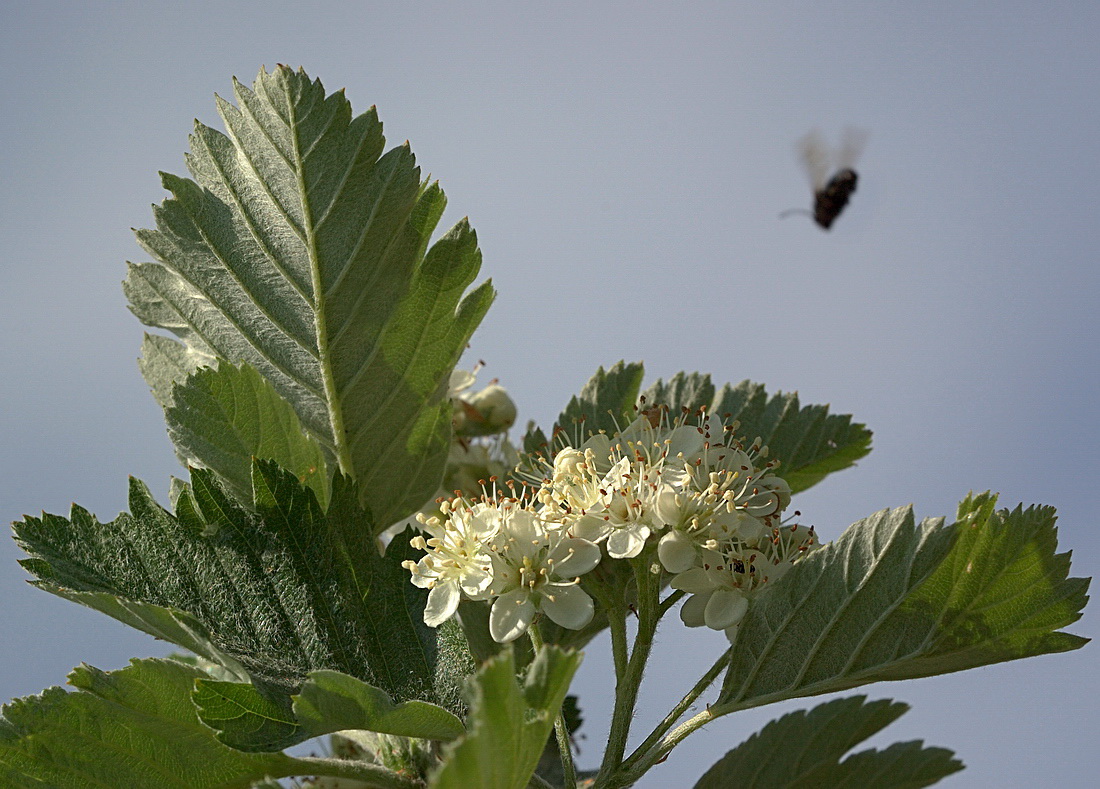 Изображение особи Sorbus intermedia.