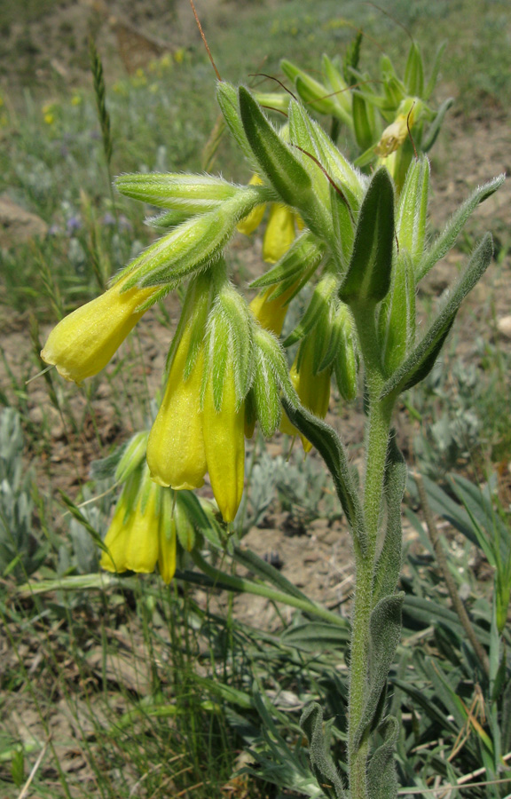 Изображение особи Onosma taurica.