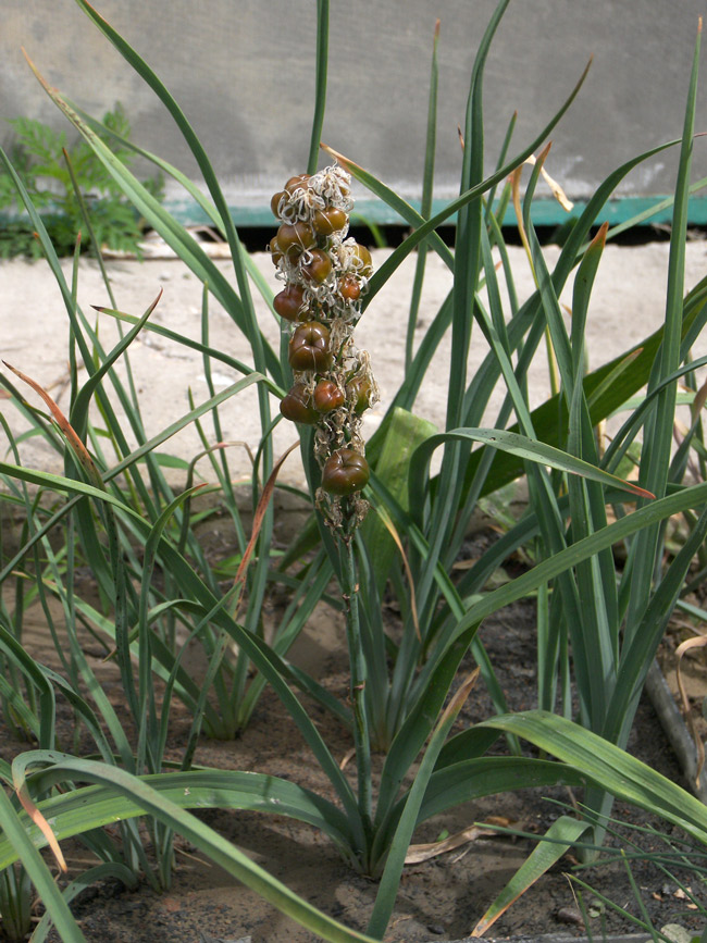 Image of Asphodelus macrocarpus specimen.