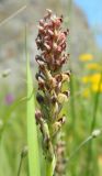 Anacamptis coriophora