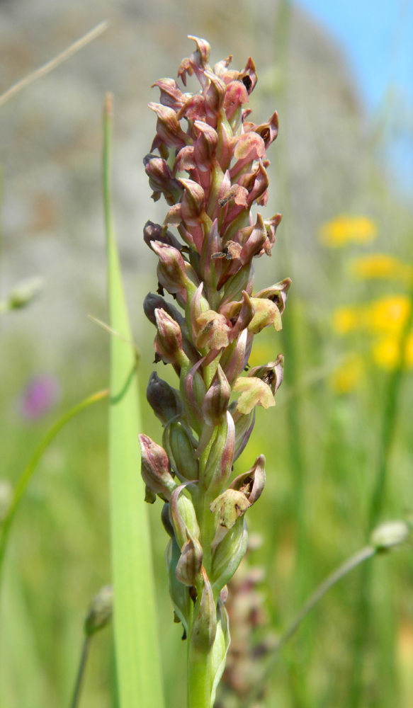 Изображение особи Anacamptis coriophora.