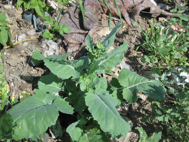 Изображение особи Brassica napus.