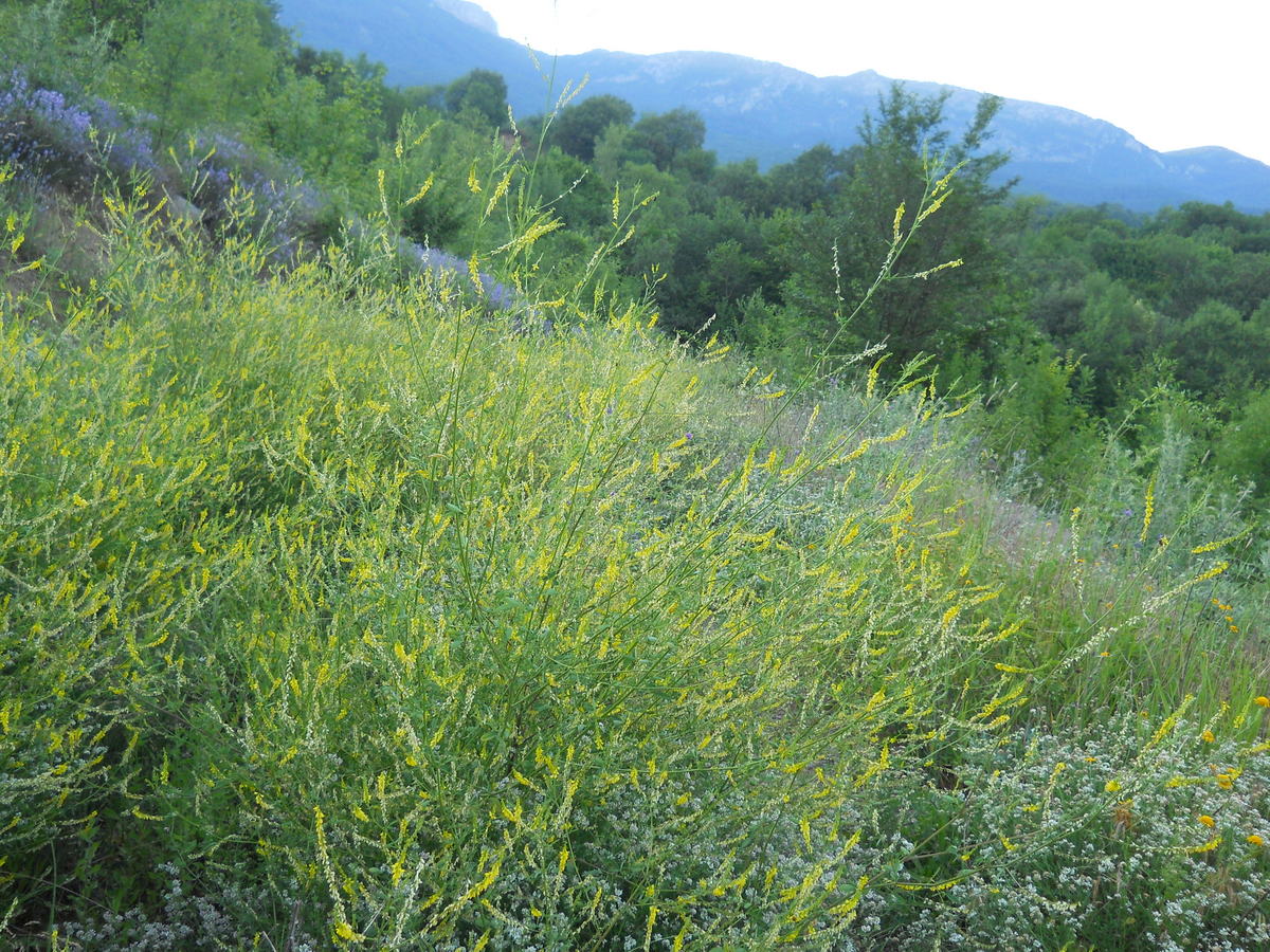 Изображение особи Melilotus officinalis.