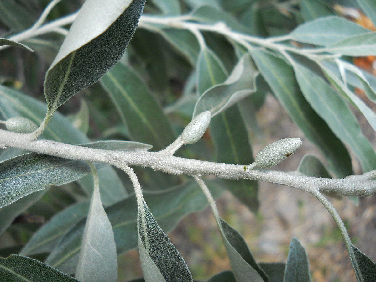Изображение особи Elaeagnus angustifolia.
