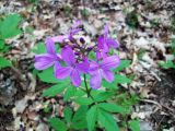 Cardamine quinquefolia