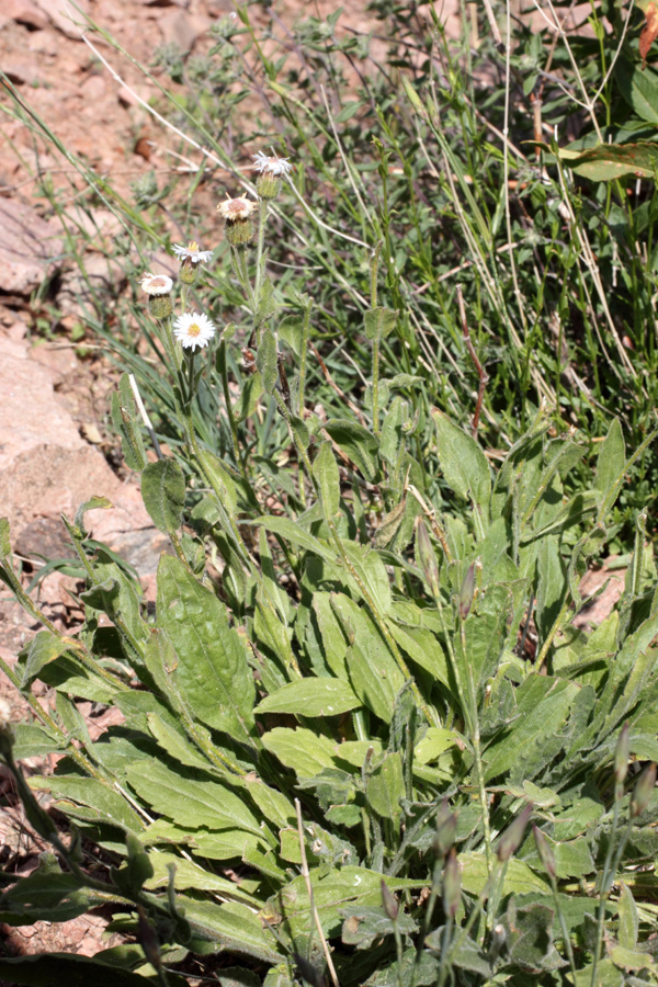 Image of Erigeron pseuderigeron specimen.