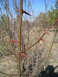 Robinia pseudoacacia