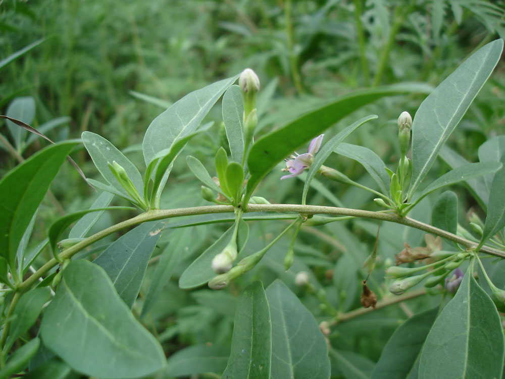 Image of Lycium barbarum specimen.