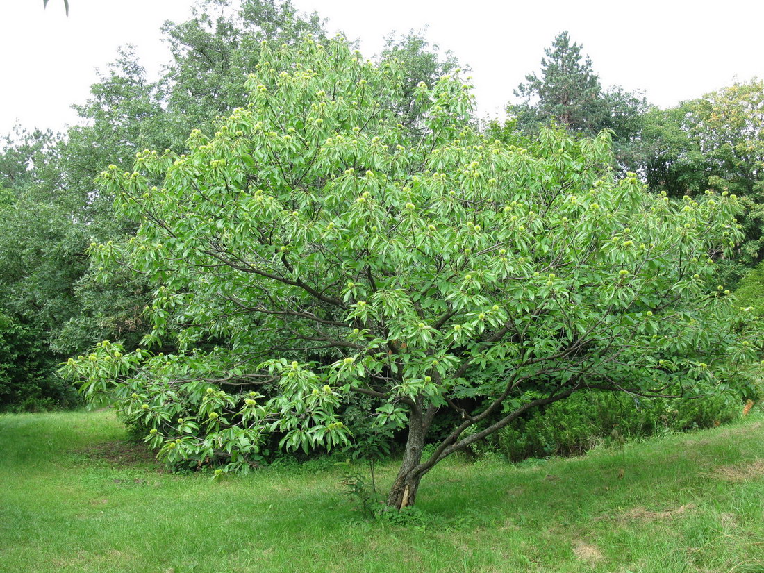 Image of Castanea sativa specimen.