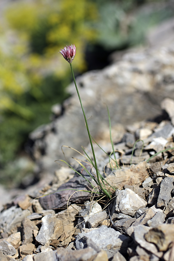 Image of Allium inconspicuum specimen.