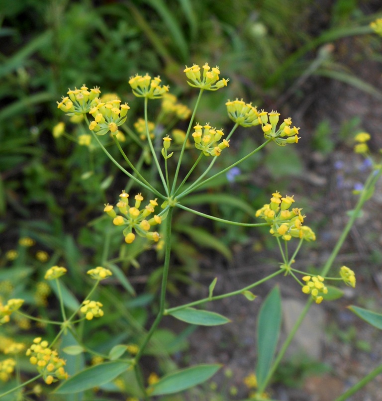 Изображение особи Bupleurum komarovianum.