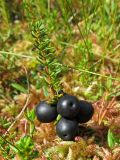Empetrum nigrum. Побег со зрелыми плодами. Тверская обл., Жарковский р-н, болото Пелецкий Мох. 30.08.2012.