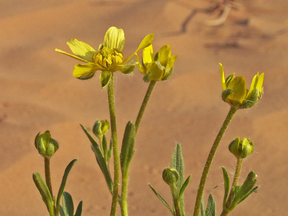 Изображение особи Ranunculus oxyspermus.