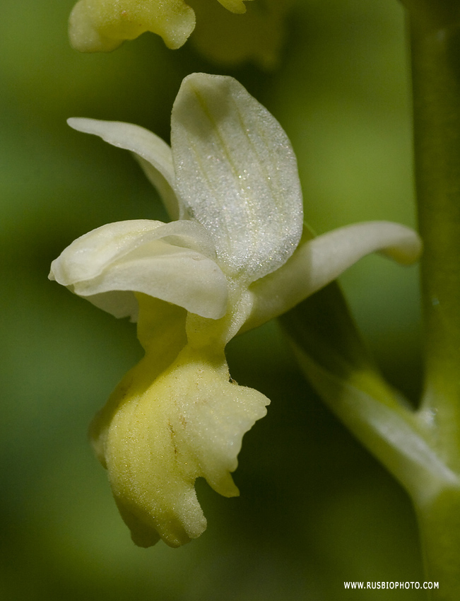 Image of Orchis pallens specimen.