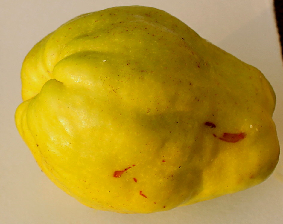 Image of Chaenomeles japonica specimen.