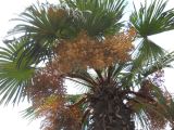 Trachycarpus fortunei. Верхушка плодоносящего растения. Южный берег Крыма, г. Ялта, в культуре. 21 ноября 2012 г.