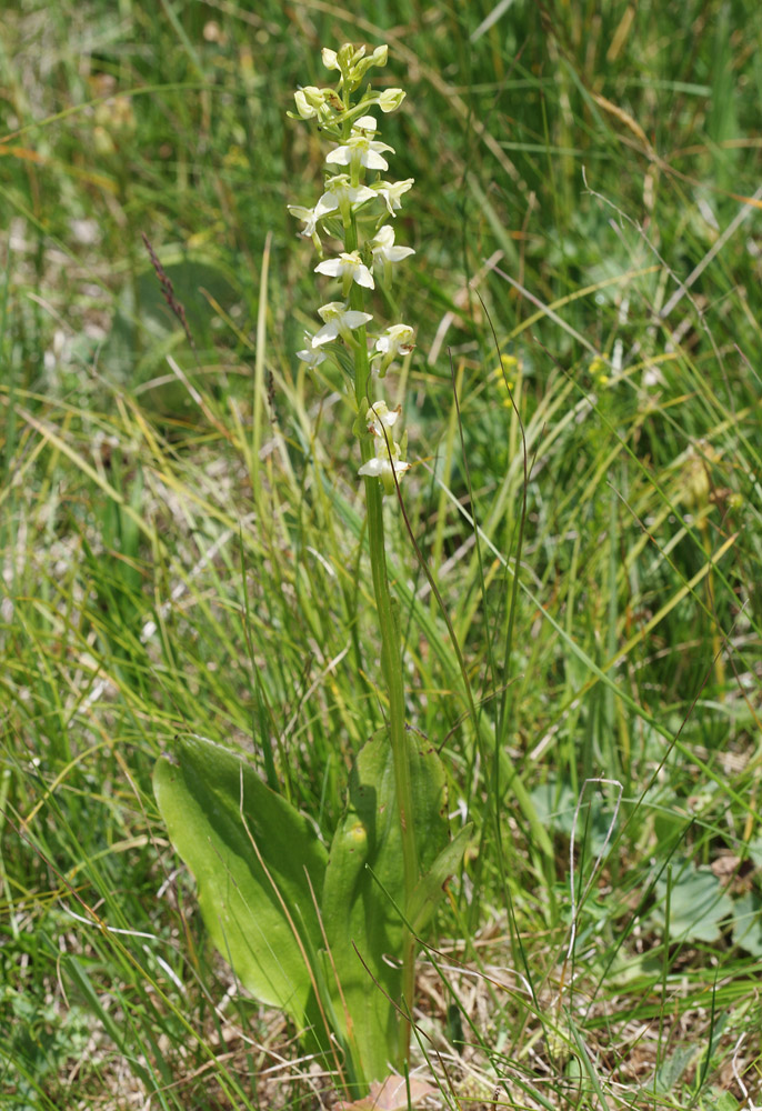 Image of Platanthera chlorantha specimen.