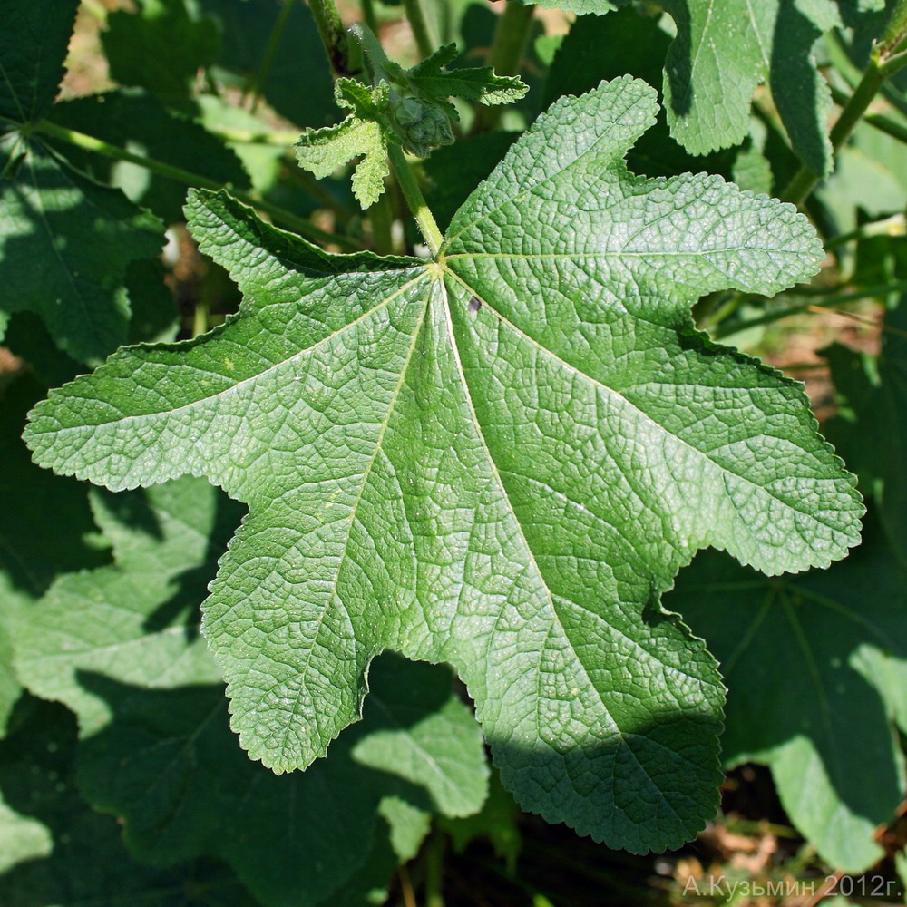 Image of Alcea rugosa specimen.