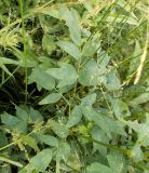 Thalictrum flavum