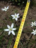 род Ornithogalum