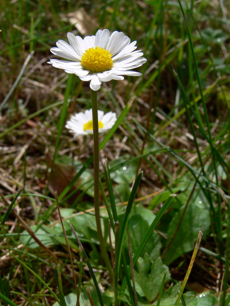 Изображение особи Bellis perennis.