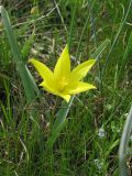 Tulipa biebersteiniana