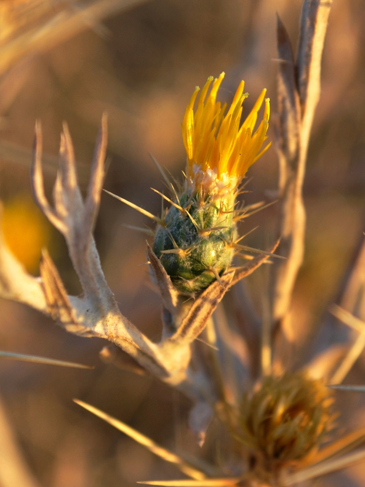 Изображение особи Centaurea solstitialis.