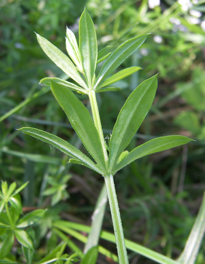 Изображение особи Galium pseudorivale.